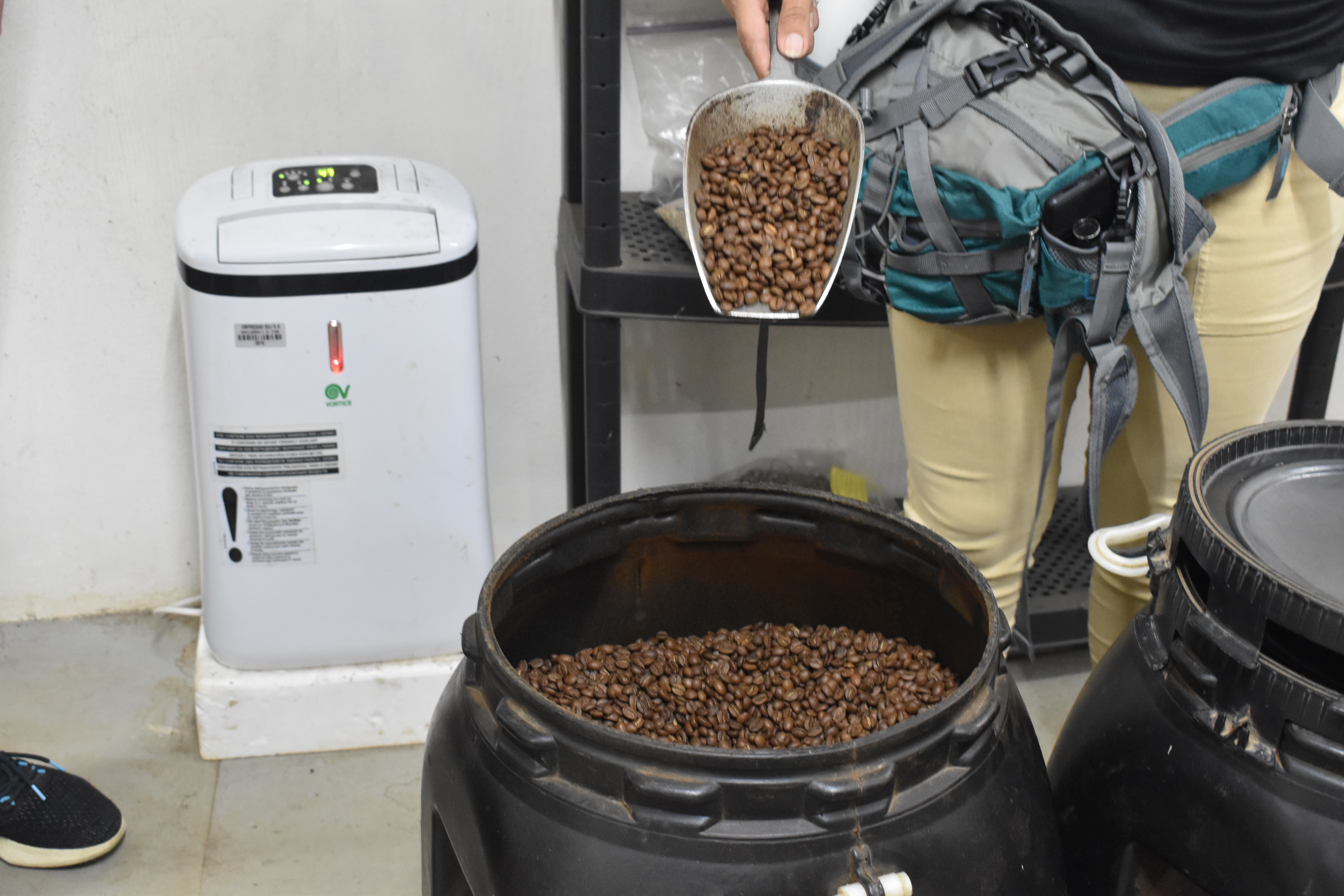Freshly roasted light-roast coffee beans being poured into a large container, with additional roasted beans visible in nearby bins